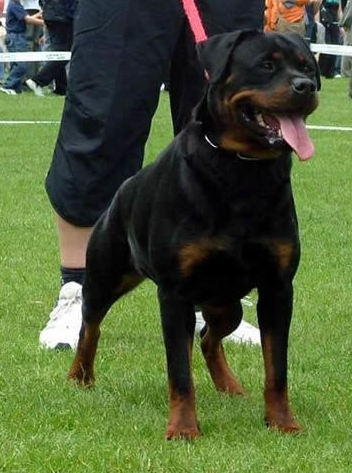 Ch Helga Schwartz Rott Garde Ch Helga Schwartz Rott Garde