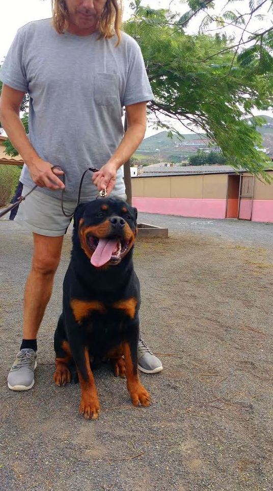 Adiestrador de perros Las Palmas de Gran Canaria