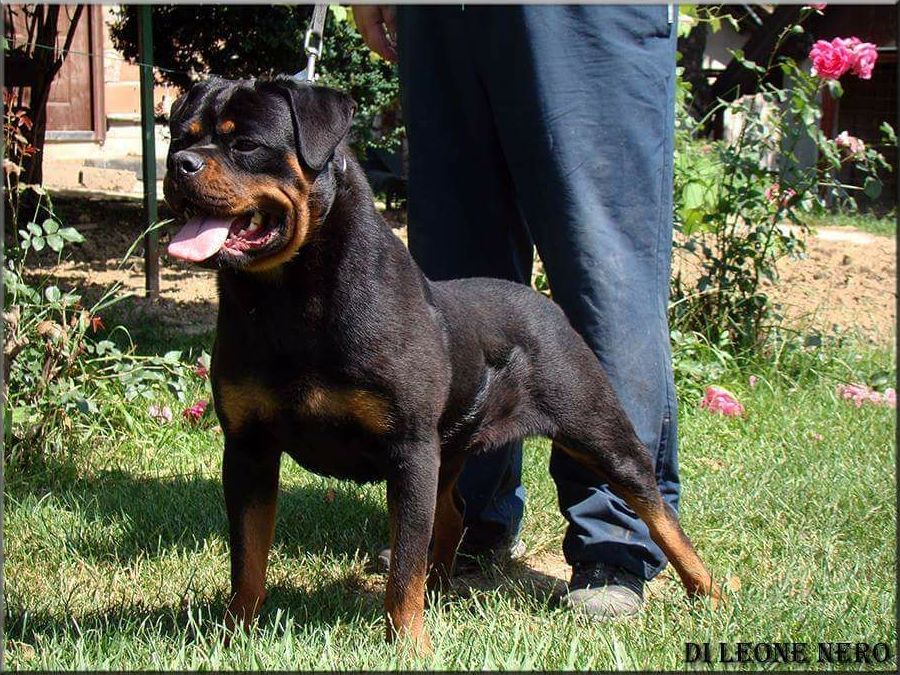 Hembras: Servicios y accesorios de Residencia Canina y Adiestramiento Tarazona Hembras: Servicios y accesorios de Residencia Canina y Adiestramiento Tarazona