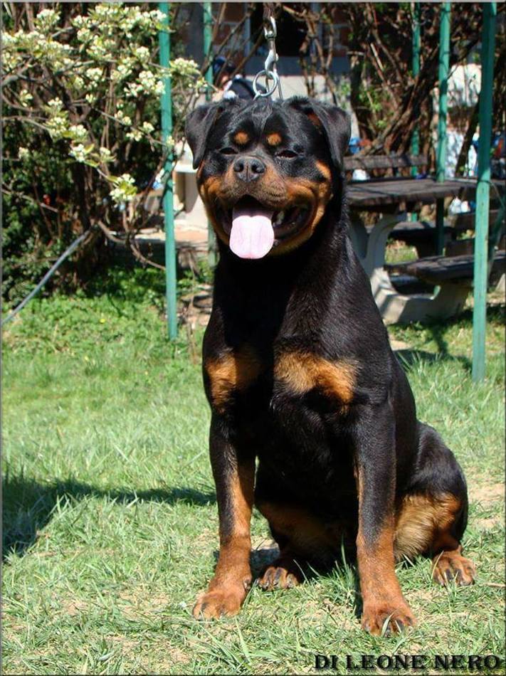 Hembras: Servicios y accesorios de Residencia Canina y Adiestramiento Tarazona Hembras: Servicios y accesorios de Residencia Canina y Adiestramiento Tarazona