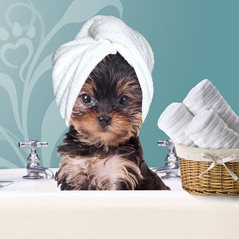 Peluquería canina y felina: Servicios de VIP'S Peluquería canina y felina: Servicios de VIP'S