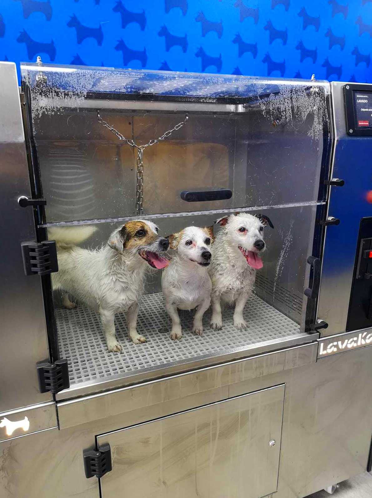 Autolavado para perros en Castelldefels Autolavado para perros en Castelldefels