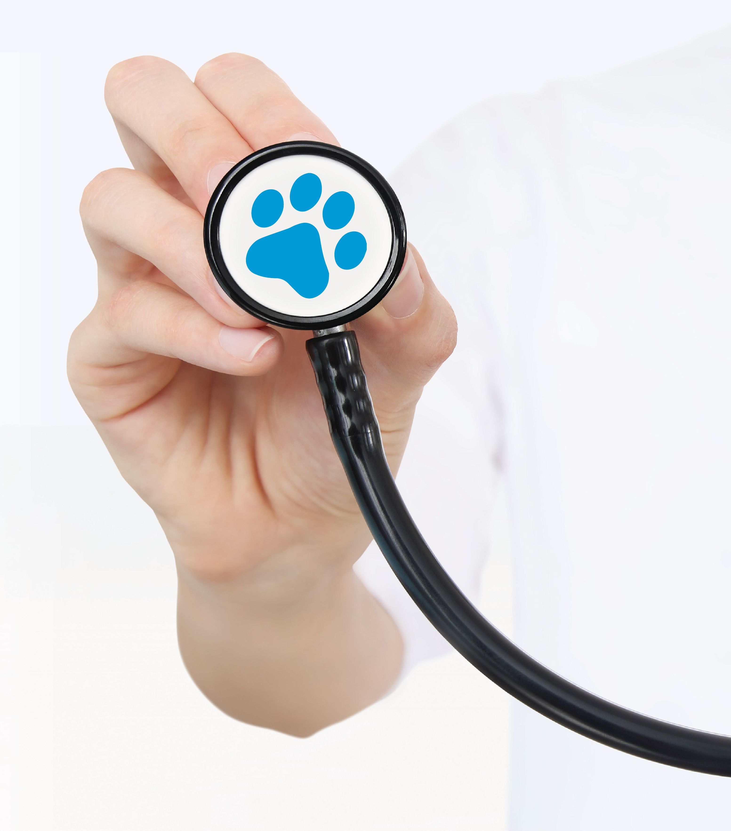 Clínica veterinaria: Servicios de VIP'S Clínica veterinaria: Servicios de VIP'S