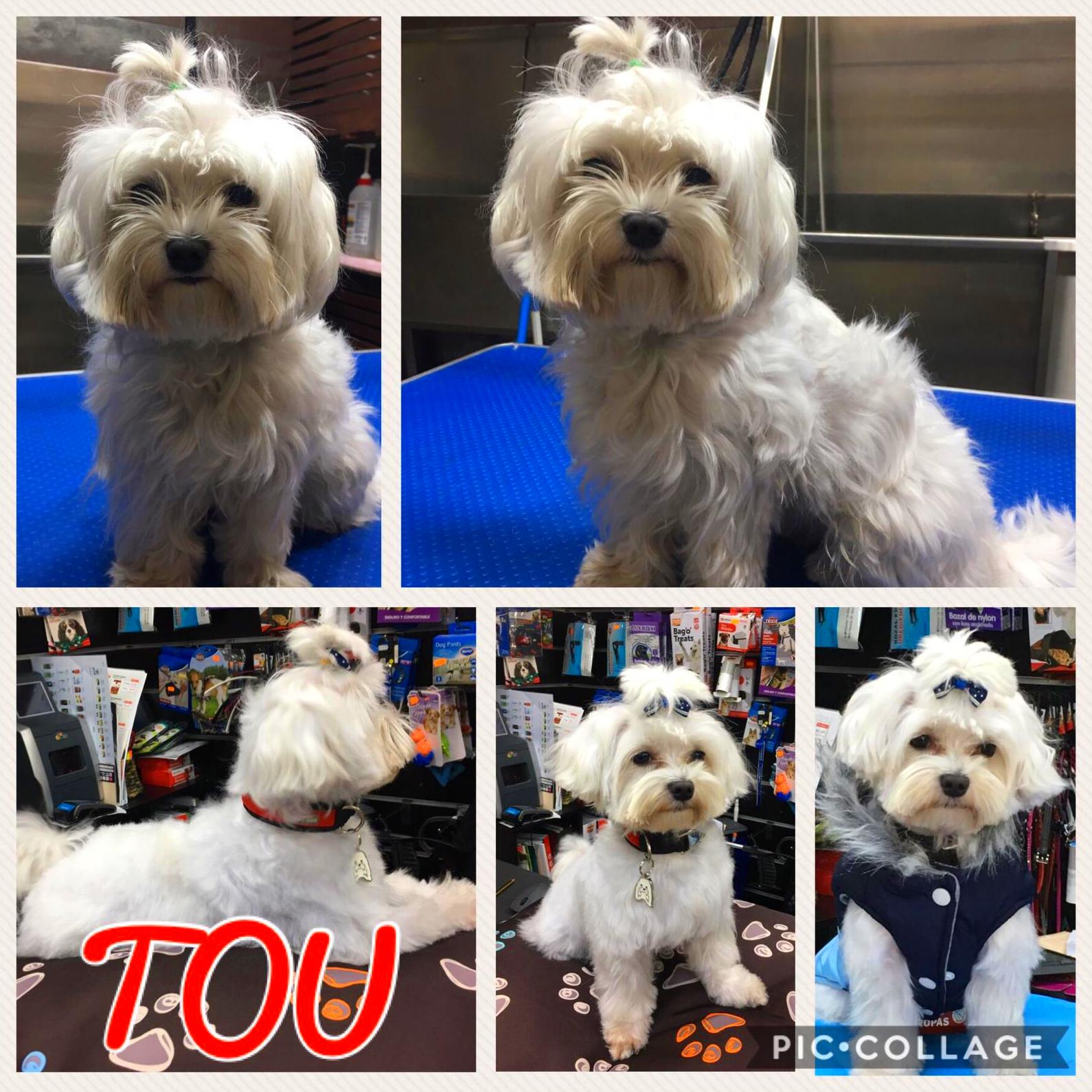 Peluquería canina y felina: Servicios de VIP'S Peluquería canina y felina: Servicios de VIP'S