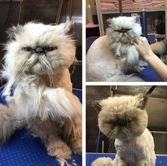 Peluquería canina y felina: Servicios de VIP'S Peluquería canina y felina: Servicios de VIP'S