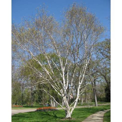ABEDUL DEL HIMALAYA Ref. 50 ÁRBOL ABEDUL DEL HIMALAYA Ref. 50 ÁRBOL