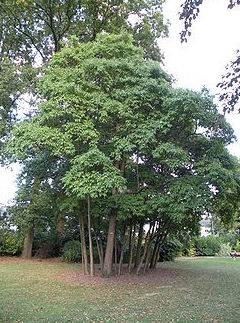 ÁRBOL DE SASSAFRAS Ref. 77 ( ÁRBOL ) ÁRBOL DE SASSAFRAS Ref. 77 ( ÁRBOL )