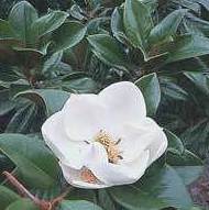 Magnolia grandiflora Ref. 5 ( Árbol )1