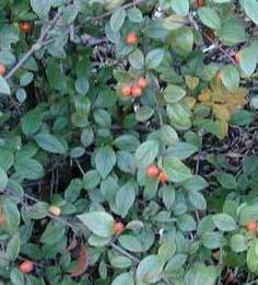 Cotoneaster franchetii Ref. 4 Cotoneaster franchetii Ref. 4
