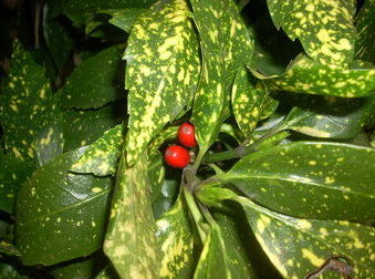 Aucuba japonica Aucuba japonica