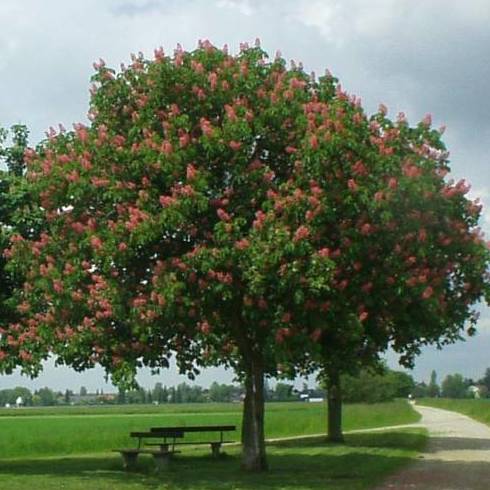 FALSO-CASTANO DE FLOR ROJA Ref. 28 ( ÁRBOL ) FALSO-CASTANO DE FLOR ROJA Ref. 28 ( ÁRBOL )