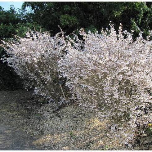 CEREZO ENANO JAPONÉS Ref.107 ( ÁRBOL) CEREZO ENANO JAPONÉS Ref.107 ( ÁRBOL)