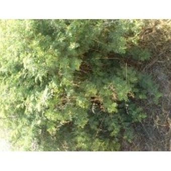 La Acacia: Productos de Danimayos Crea Tu Jardin La Acacia: Productos de Danimayos Crea Tu Jardin