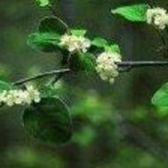 Cotoneaster granatensis Ref.5 ( Arbusto ) Cotoneaster granatensis Ref.5 ( Arbusto )