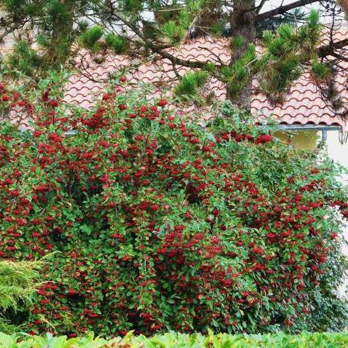 Cotoneaster lacteus Ref. 7 ( ARBUSTO ) Cotoneaster lacteus Ref. 7 ( ARBUSTO )