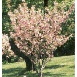 Cerezo Ornamental: Productos de Danimayos Crea Tu Jardin Cerezo Ornamental: Productos de Danimayos Crea Tu Jardin