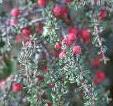 Cotoneaster microphyllus Cotoneaster microphyllus