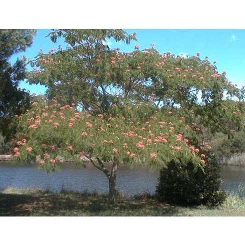ACACIA DE CONSTANTINOPLA 'OMBRELLA' Ref. 56 ÁRBOL ACACIA DE CONSTANTINOPLA 'OMBRELLA' Ref. 56 ÁRBOL