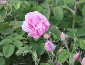 Rosal de Alejandría Rosal de Alejandría
