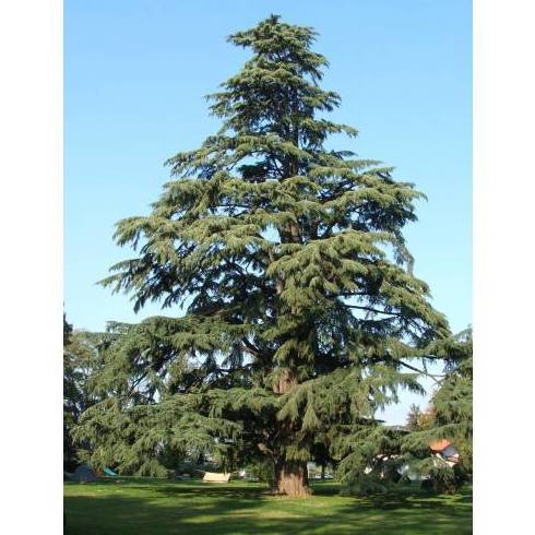 CEDRO DEL HIMALAYA Ref. 58 ÁRBOL CEDRO DEL HIMALAYA Ref. 58 ÁRBOL