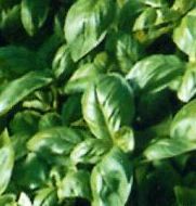 2-ALBAHACA DE GENOVA 2-ALBAHACA DE GENOVA