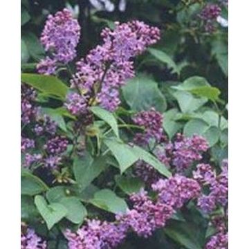 Lilo: Productos de Danimayos Crea Tu Jardin Lilo: Productos de Danimayos Crea Tu Jardin