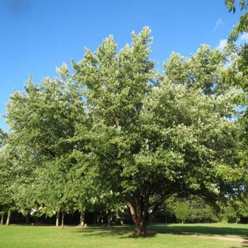 ARCE PLATEADO Ref. 80 ( ÁRBOL ) ARCE PLATEADO Ref. 80 ( ÁRBOL )