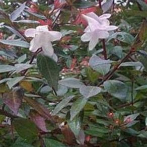 Abelia Grandiflora, Ref. 2 Arbusto: Productos de Danimayos Crea Tu Jardin Abelia Grandiflora, Ref. 2 Arbusto: Productos de Danimayos Crea Tu Jardin