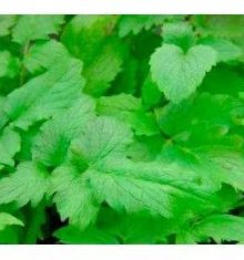 Valeriana Ref.2 Medicinales Valeriana Ref.2 Medicinales