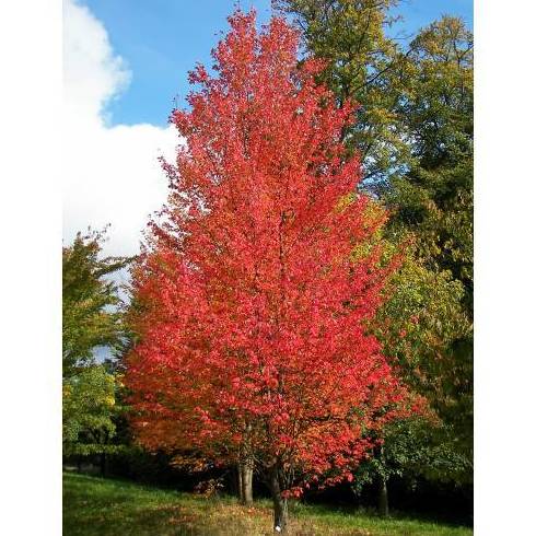Arce rojo Ref. 15 (Árbol ) Arce rojo Ref. 15 (Árbol )