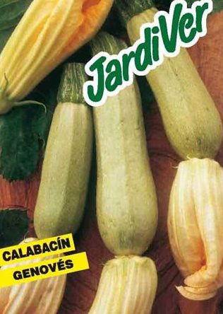 5-CALABACIN GENOVESE 5-CALABACIN GENOVESE