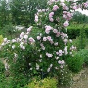 Rosa Centifolia: Productos de Danimayos Crea Tu Jardin Rosa Centifolia: Productos de Danimayos Crea Tu Jardin