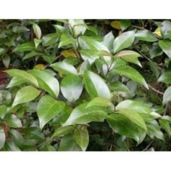 Aligustre Arbóreo: Productos de Danimayos Crea Tu Jardin Aligustre Arbóreo: Productos de Danimayos Crea Tu Jardin