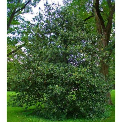 ACEBO, CARDÓN, CARDONERA Ref. 58 ÁRBOL ACEBO, CARDÓN, CARDONERA Ref. 58 ÁRBOL