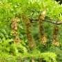Acacia negra Acacia negra