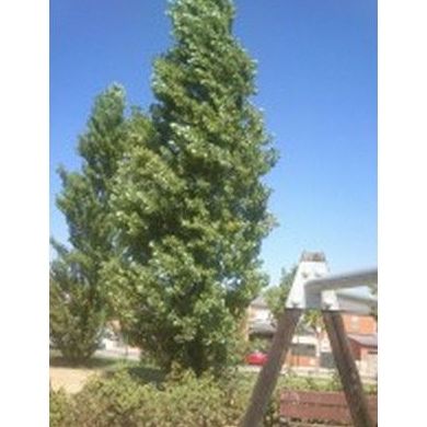 Arce Negundo: Productos de Danimayos Crea Tu Jardin Arce Negundo: Productos de Danimayos Crea Tu Jardin