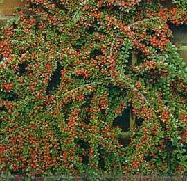 Cotoneaster horizontalis Ref. 6 ( ARBUSTO ) Cotoneaster horizontalis Ref. 6 ( ARBUSTO )