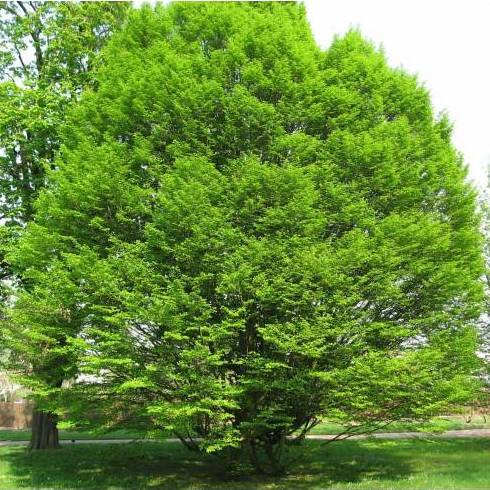 Carpe fastigiata ( ÁRBOL ) Carpe fastigiata ( ÁRBOL )