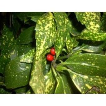 Aucuba Japónica: Productos de Danimayos Crea Tu Jardin Aucuba Japónica: Productos de Danimayos Crea Tu Jardin
