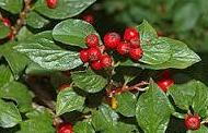 Cotoneaster racemiflorus Cotoneaster racemiflorus