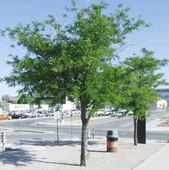 Acacia negra. Acacia negra.