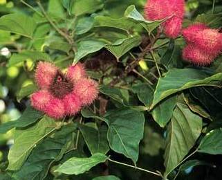 Achiote Ref. 1 Achiote Ref. 1