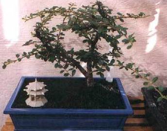 Cotoneaster horizontalis Cotoneaster horizontalis