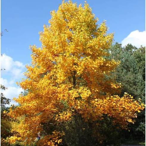 Árbol de las tulipas Ref. 13 ( Árbol ) Árbol de las tulipas Ref. 13 ( Árbol )