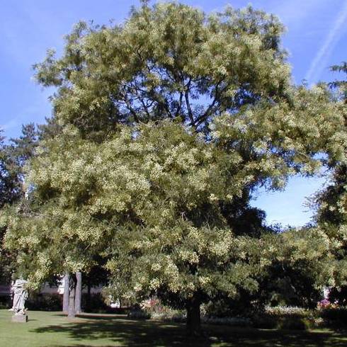 ACACIA DEL JAPÓN Ref. 57 ÁRBOL ACACIA DEL JAPÓN Ref. 57 ÁRBOL