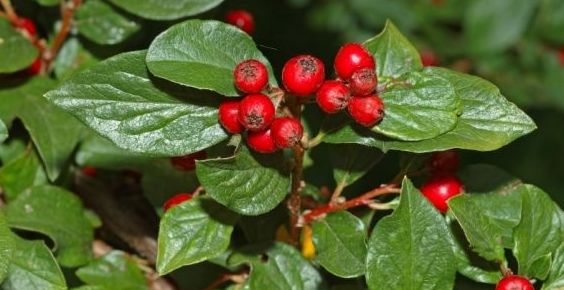 cotoneaster acuminatus cotoneaster acuminatus