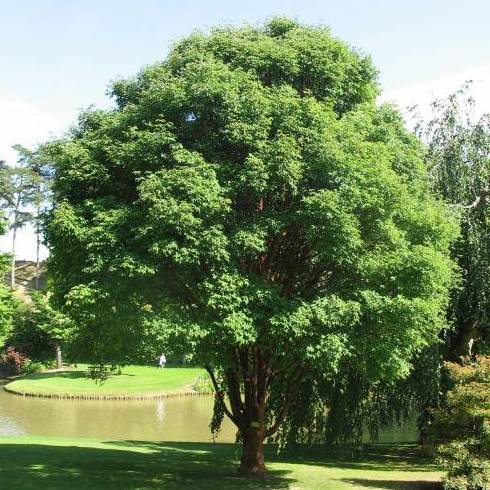Arce de corteza papirácea Ref. 14 ( Árbol ) Arce de corteza papirácea Ref. 14 ( Árbol )