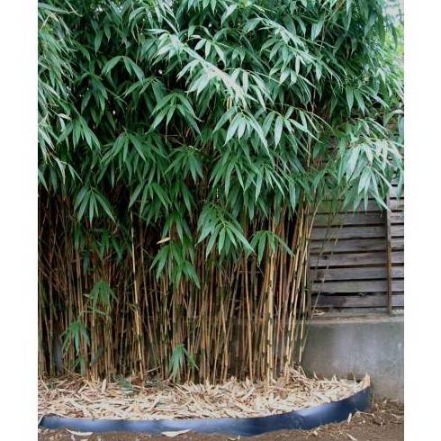 Bambú Sasa japónica ( ÁRBOL ) Bambú Sasa japónica ( ÁRBOL )