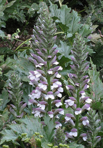 ACANTHUS MOLLIS Ref 7 ( plantas medicinales ) ACANTHUS MOLLIS Ref 7 ( plantas medicinales )
