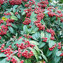 Cotoneaster frigidus Cotoneaster frigidus